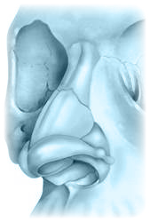 Informations sur l'opération de rhinoplastie, chirurgie esthétique du nez